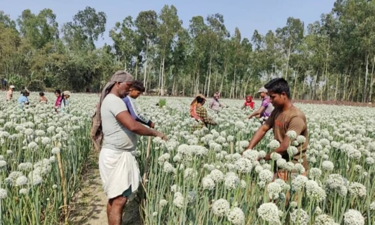 বীরগঞ্জে পেঁয়াজ বীজের ক্ষেতে কাজ করছেন কৃষকরা