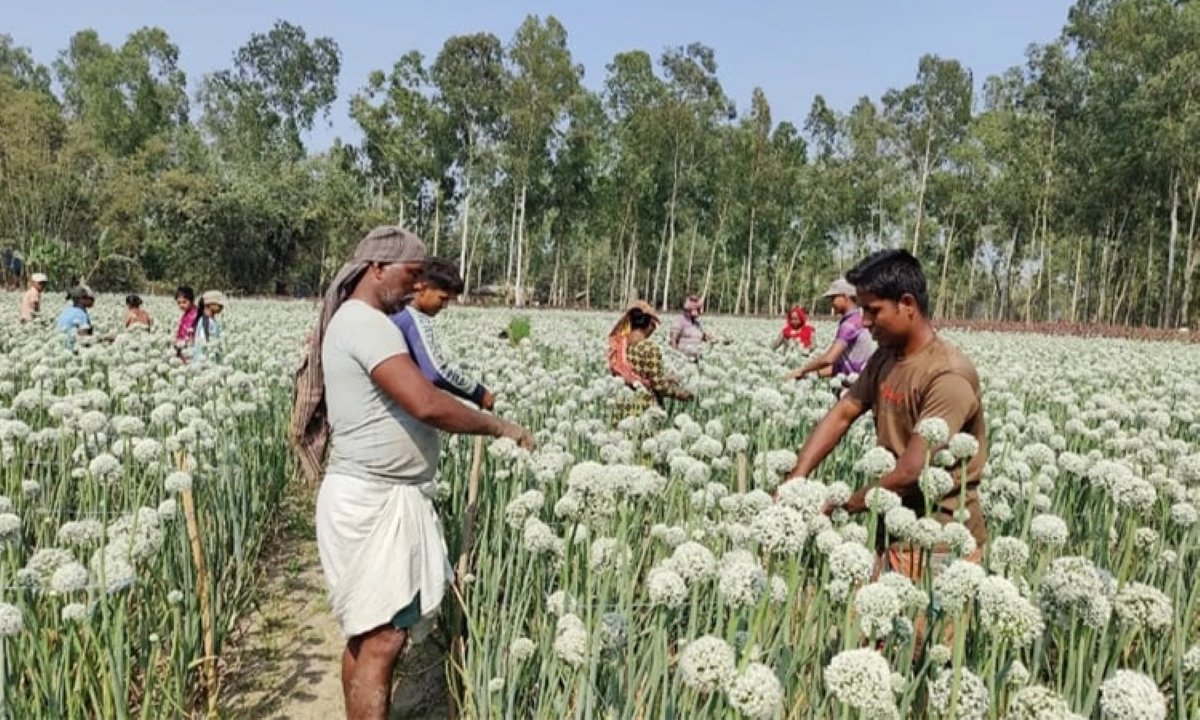 বীরগঞ্জে পেঁয়াজ বীজের ক্ষেতে কাজ করছেন কৃষকরা