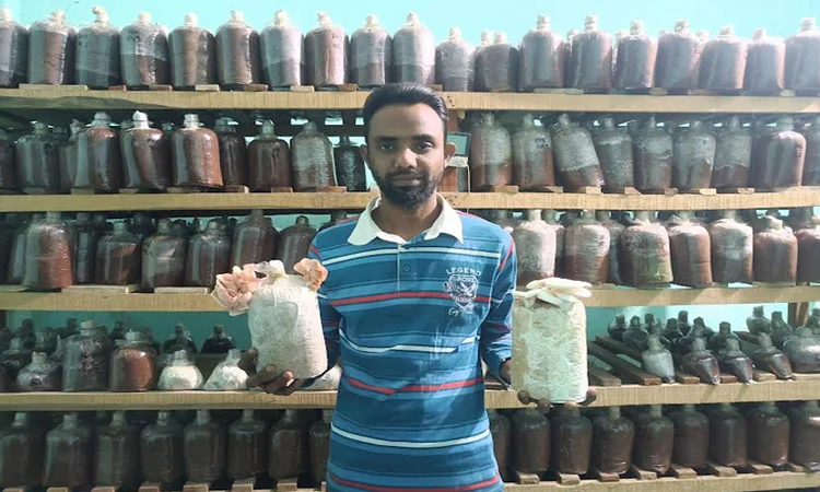 মাশরুম চাষী হাসিব