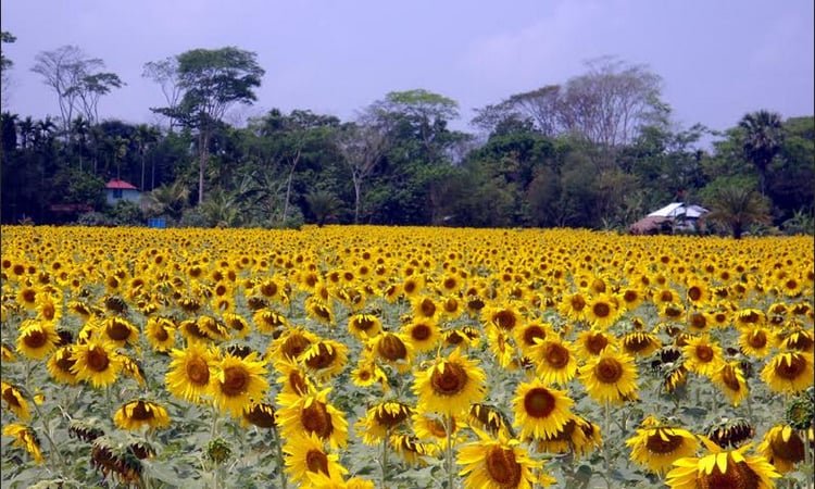 লবণ সহিষ্ণু ফসলের আবাদ