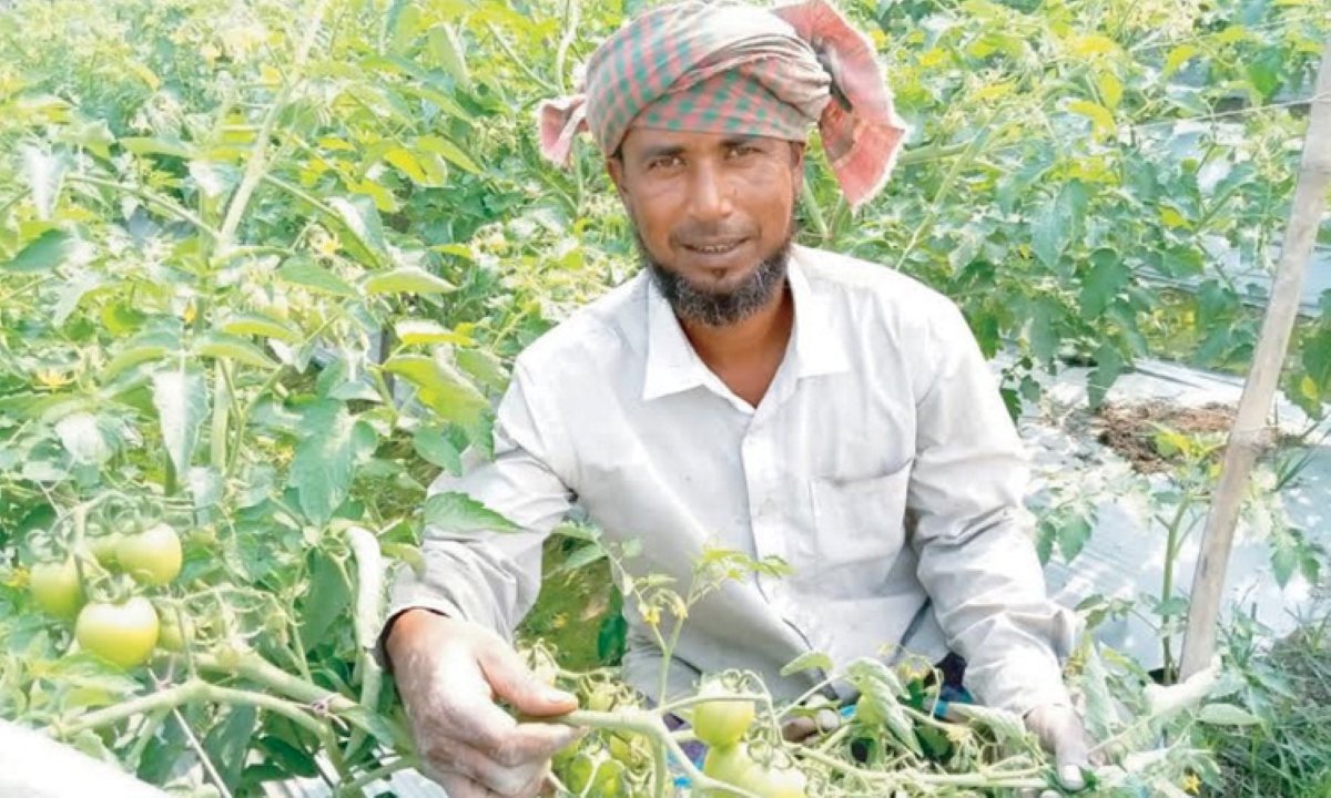 সিরাজগঞ্জ জেলার উল্লাপাড়ার কৃষকদের মালচিং পদ্ধতিতে টমেটো চাষ