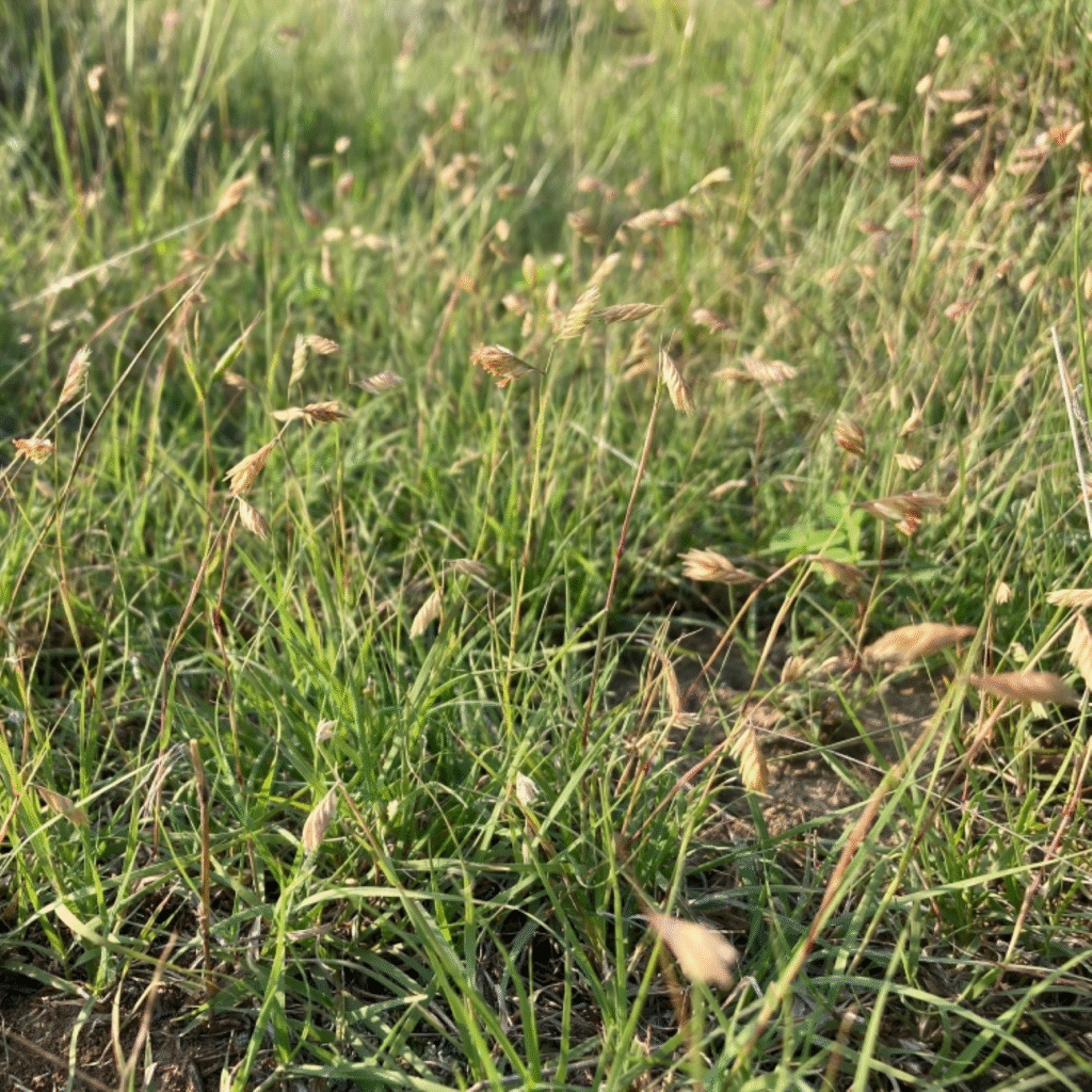 বাফেলো ঘাস