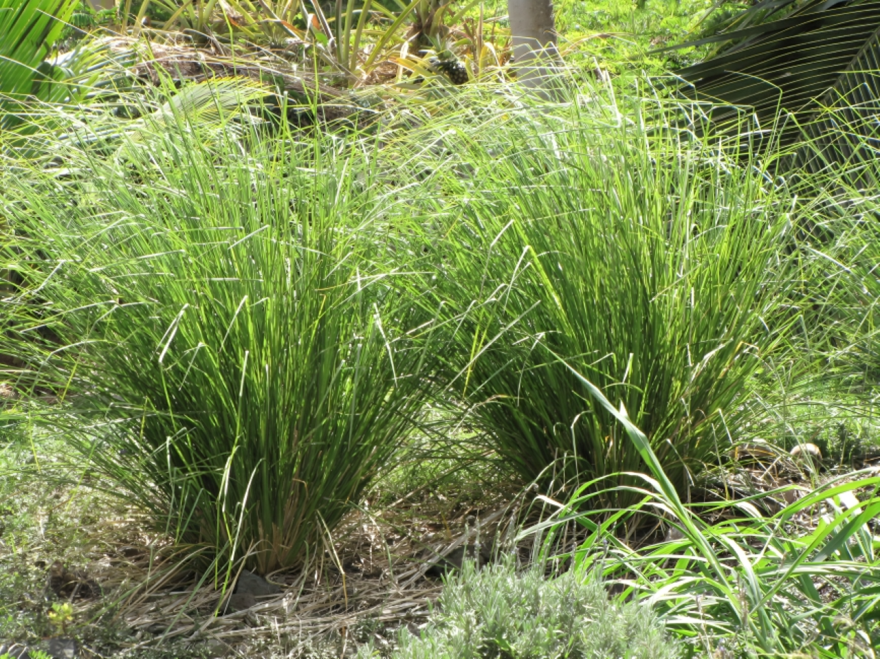 ভেটিভার ঘাস