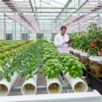 হাইড্রোপনিক চাষ