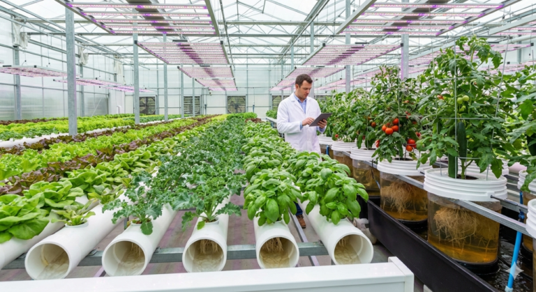 হাইড্রোপনিক চাষ